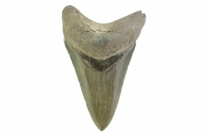 Serrated, Colorful, Fossil Megalodon Tooth - Georgia #338783